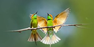 Rüyada Renkli Kuşlar Görmek