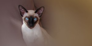 Rüyada Siyam Kedisi Görmek