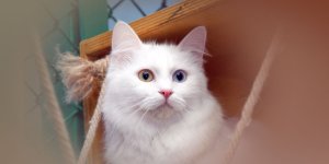 Rüyada Van Kedisi Görmek