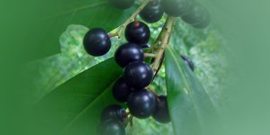 Rüyada Taflan Görmek