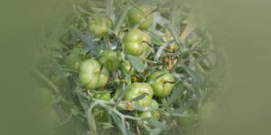 Rüyada Üzerlik Görmek