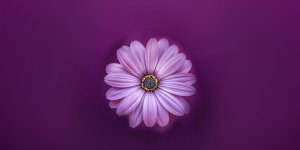 Rüyada Mor Çiçek Görmek