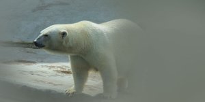 Rüyada Kutup Ayısı Görmek