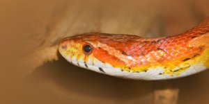 Rüyada Turuncu Yılan Görmek