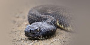 Rüyada Çıngıraklı Yılan Görmek