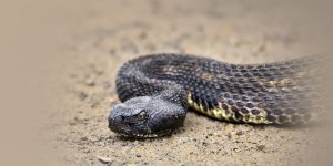 Rüyada Yılandan Kaçmak