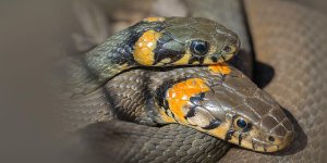 Rüyada Yılanların Birbirini Yemesi