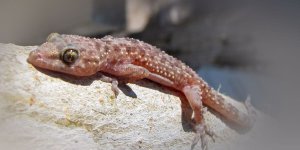 Rüyada Süleymancık Görmek