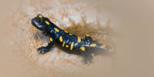 Rüyada Semender Görmek