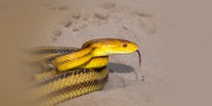 Rüyada Yılan Sütü Görmek