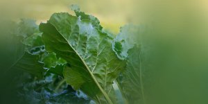 Rüyada Pancar Yaprağı Görmek