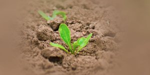 Rüyada Pancar Fidesi Görmek