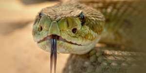 Rüyada Yılan Zehri Görmek