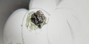 Rüyada Yılan Yumurtası Görmek