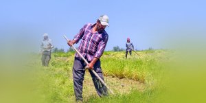 Rüyada Tırpanla Çayır Biçmek