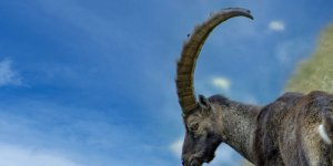 Rüyada Yaban Keçisi Görmek