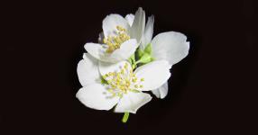 Rüyada yasemin görmek ne anlama gelir?