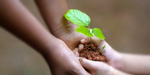 Rüyada Fidan Görmek