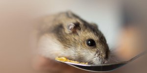 Rüyada Hamster Görmek