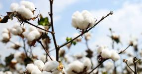 Rüyada Pamuk Görmek