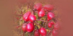 Rüyada Kuşburnu Toplamak