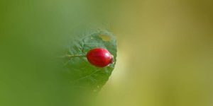 Rüyada Kuşburnu Yemek