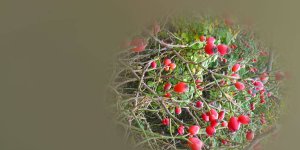 Rüyada Kuşburnu Ağacı Görmek