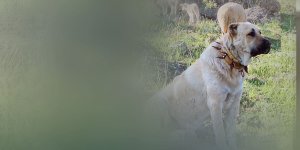 Rüyada Kangal Köpeği Görmek