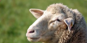 Rüyada Başkasının Kurbanını Görmek