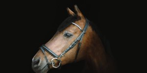 Rüyada Kahverengi At Görmek