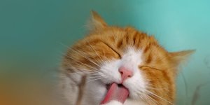 Rüyada Kör Kedi Görmek