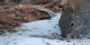 Rüyada Fare Pisliği Görmek