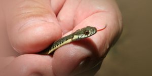 Rüyada Yılanın Boğazını Sıkmak