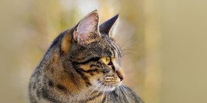 Rüyada Kedi Pisliği Görmek