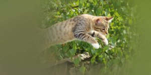 Rüyada Kedinin Üstüne Atlaması