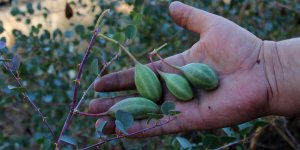 Rüyada Kapari Görmek