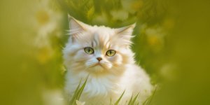 Rüyada Kedinin Kaybolması