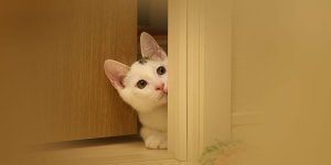 Rüyada Kedinin Eve Girmesini Engellemek