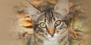 Rüyada Hasta Kedi Görmek