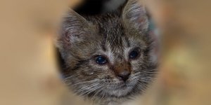 Rüyada Hasta Kediyi İyileştirmek