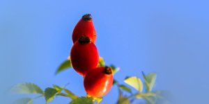 Rüyada Kuşburnu Kaynatmak