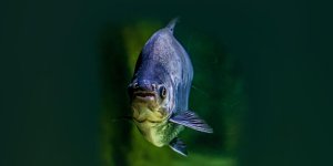 Rüyada Pirana Balığı Görmek