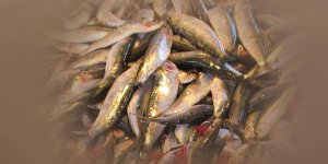 Rüyada Sardalya Balığı Görmek