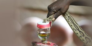 Rüyada Yılanın Zehrini Akıtmak