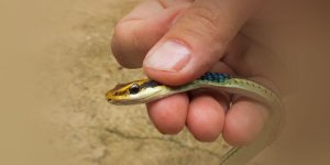 Rüyada Yılanın Başını Ezmek