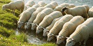 Rüyada Koyun Sürüsü Sulamak