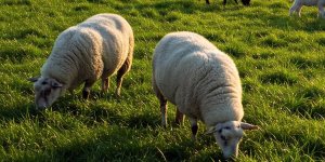 Rüyada Koyun Karnı Görmek