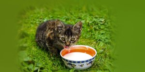 Rüyada Kediye Süt Vermek