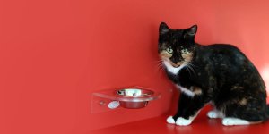 Rüyada Kediye Mama Vermek