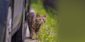 Rüyada Kediye Araba Çarpması